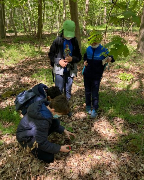 Une image de l‘activité 🌿 Botanique pour les 9-12 ans organisée par Apprends et Rêve, activités pour enfants et ados à Paris