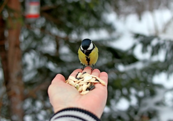 Photo de l'activité 🌟 Entre paillettes d’or et plumes d’oiseaux, un stage pour briller de créativité ! 🐦🎨✨, organisée par Apprends & Rêve