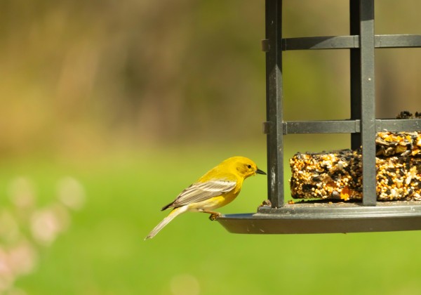 Photo de l'activité 🌟 Entre paillettes d’or et plumes d’oiseaux, un stage pour briller de créativité ! 🐦🎨✨, organisée par Apprends & Rêve